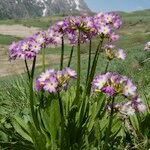 Primula auriculata Hábito