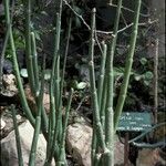 Ceropegia dichotoma Habit