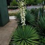 Yucca filamentosa花