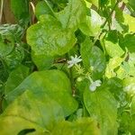 Jasminum sambac Φύλλο