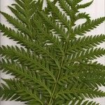 Woodwardia fimbriata その他の提案