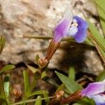 Linderniella pulchella Flor