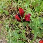 Echium creticum Blomst