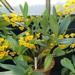 Dendrobium chrysotoxum Buveinė