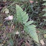 Dryopteris carthusianaFeuille