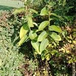 Asclepias syriaca Habit