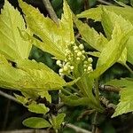 Acer tataricum Blüte