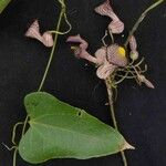 Aristolochia triangularis पत्ता