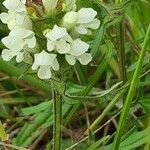 Prunella laciniata Fula