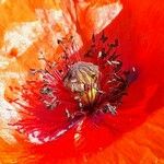 Papaver rhoeas 花