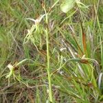 Habenaria genuflexa Blodyn