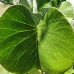 Ipomoea spathulata Leaf