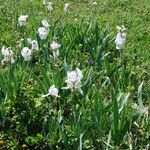 Iris albicans برگ