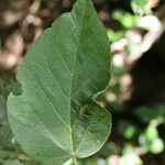 Dombeya punctata Blatt