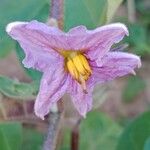 Solanum melongena Цветок