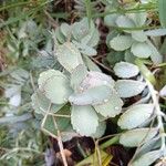 Kalanchoe fedtschenkoi Leaf