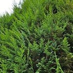 Chamaecyparis lawsoniana Хабит