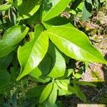 Viburnum nudum Leaf