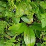 Clintonia borealis موطن