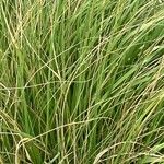 Muhlenbergia rigens Fuelha