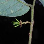 Monanthotaxis laurentii Fruit