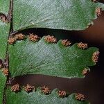 Adiantum vogelii Blatt