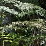 Culcita macrocarpa その他の提案
