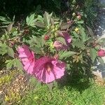 Hibiscus moscheutos Fiore