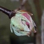 Viburnum × bodnantense Kwiat