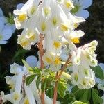 Pseudofumaria alba Flor