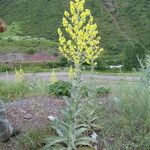 Verbascum songaricum Levél