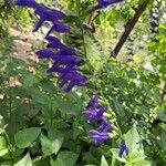 Salvia patens Цвят