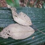 Licania densiflora Leaf