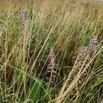 Ledebouria revoluta Цвят
