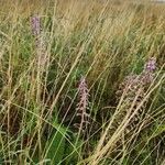 Ledebouria revoluta Flower