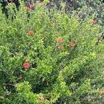 Hibiscus schizopetalus (Dyer) Hook.f.Kvet