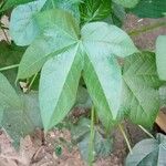 Gossypium barbadense Leaf