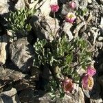 Ranunculus glacialis Fula