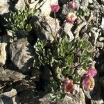 Ranunculus glacialis Flower