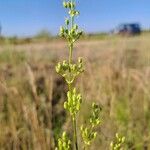 Silene otitesFruit