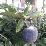 Ficus assamica Fruit