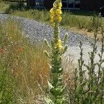 Verbascum densiflorum Habitat