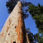 Pericopsis elata Corteccia