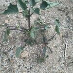 Datura wrightii Агульны выгляд