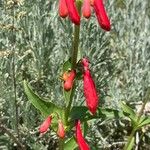 Penstemon eatonii Flower