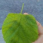 Tilia x europaea Blad