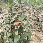 Shepherdia canadensis Gyümölcs