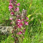 Pedicularis mixta Habit