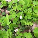 Oxalis acetosella Leht