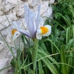 Iris xiphiumFlower